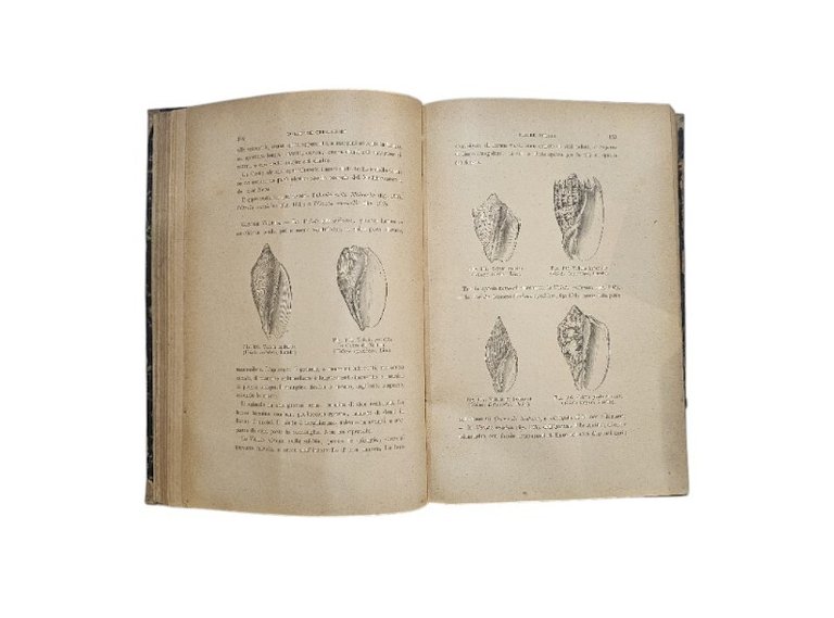 I molluschi e i zoofiti. La vita e i costumi …