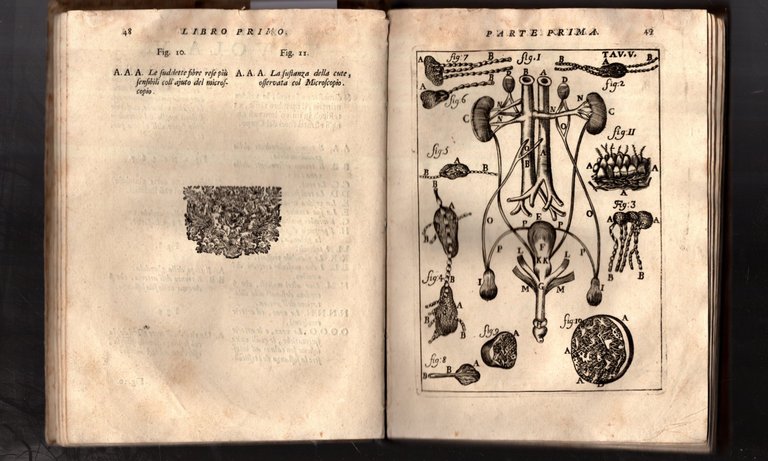 Il Corpo Umano O Breve Storia Dove Con Un Nuovo …