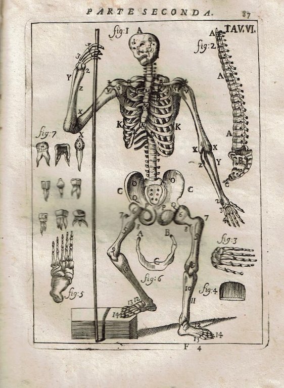 Il Corpo Umano O Breve Storia Dove Con Un Nuovo …