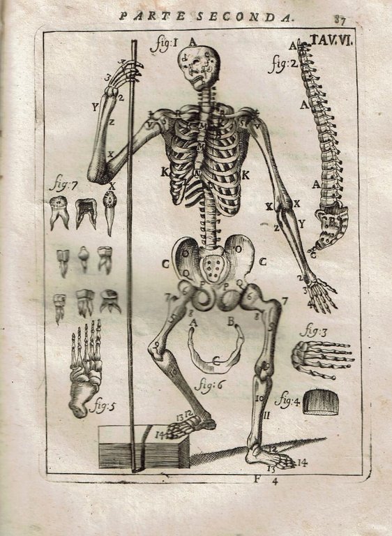 Il Corpo Umano O Breve Storia Dove Con Un Nuovo …