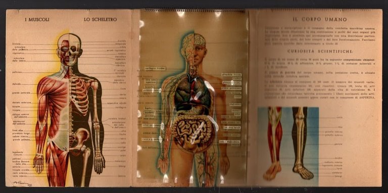 IL CORPO UMANO OMAGGIO DELLA CO-FA | Immagine Gallery 1