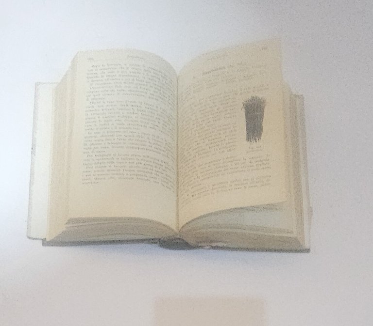 Orticoltura – D. Tamaro | Manuali Hoepli | Nona edizione | Immagine Gallery 5