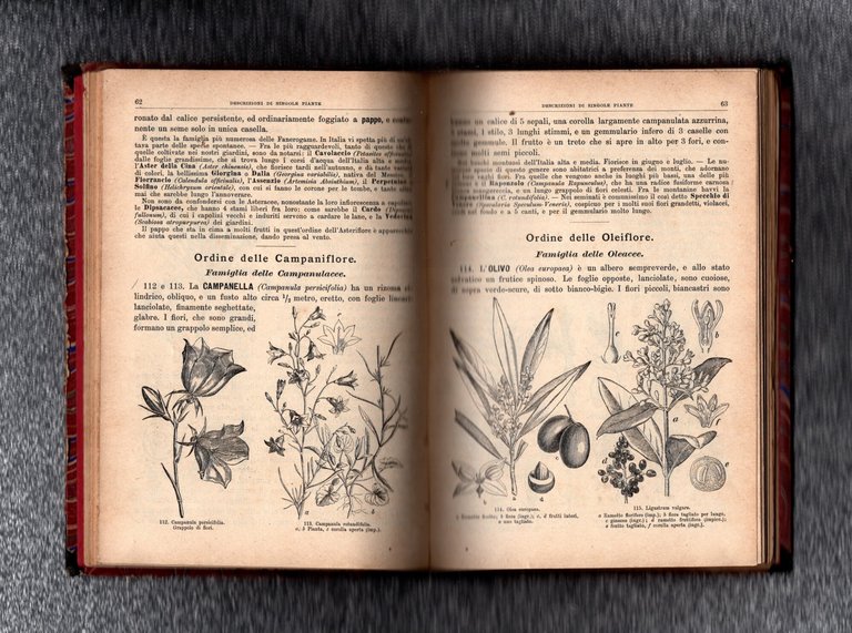 Storia Illustrata Del Regno Vegetale A Cura Di Teodoro Caruel …