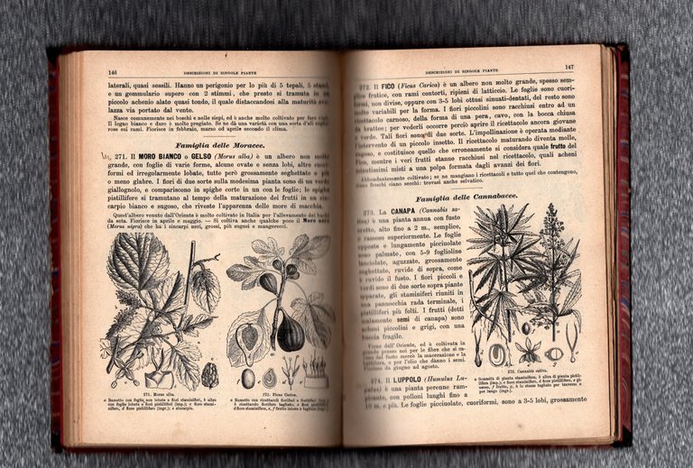 Storia Illustrata Del Regno Vegetale A Cura Di Teodoro Caruel …