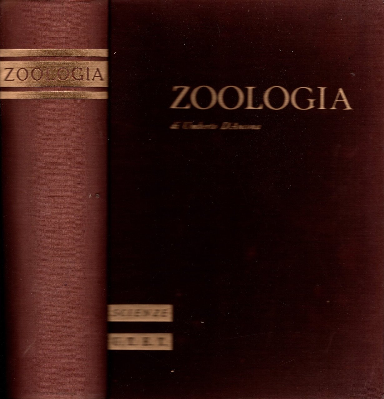 Zoologia di Umberto d' Ancona