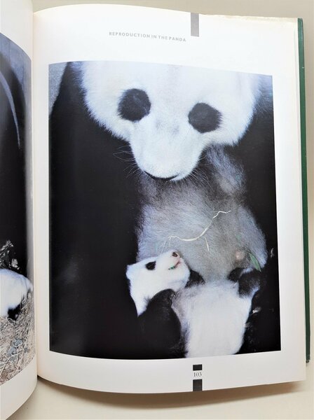 David Taylor The Giant Panda Boxtree 1990