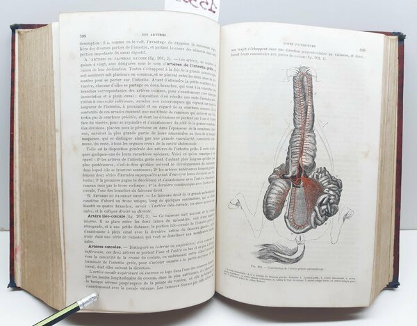 Traite d'anatomie comparÈe des animaux domestiques par a S. Arloing …