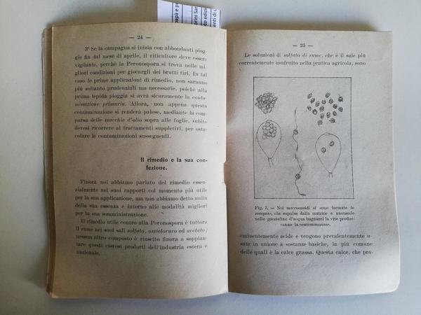 L. Gabotto Come si combatte razionalmente la peronospora della vite …