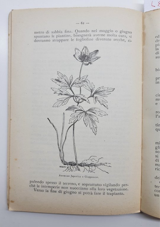 Biblioteca Popolare di coltura Rosa Adler Piante Da Giardino Vallardi …