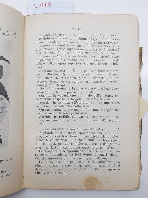 Biblioteca Popolare di coltura Rosa Adler Piante Da Giardino Vallardi …