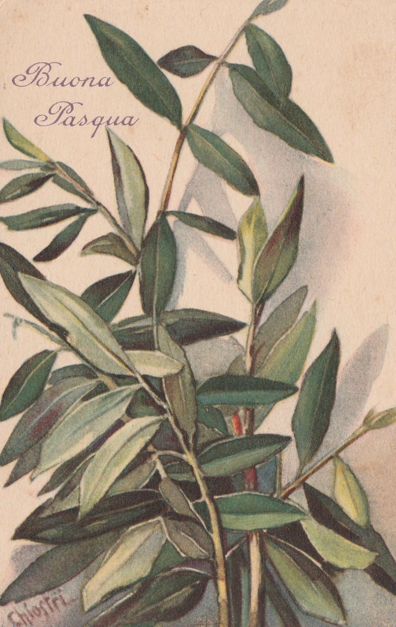 Cartolina ill. Chiostri Buona Pasqua ulivo nvg