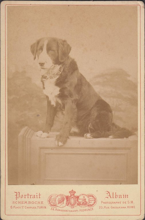 foto photo formato gabinetto Bovaro del bernese cane dog by …