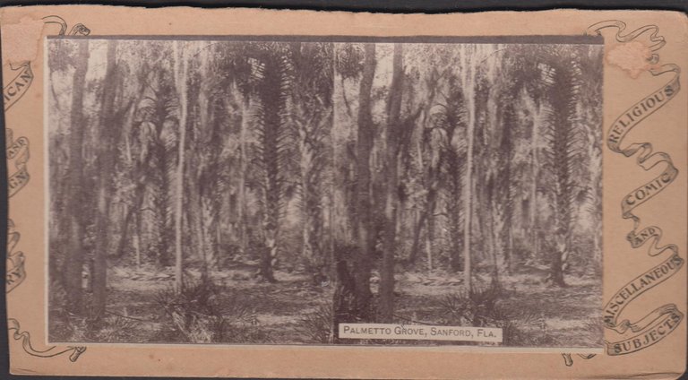 Foto photo stereoscopica Palmetto Grove Sanford Fla 1880 c.a.