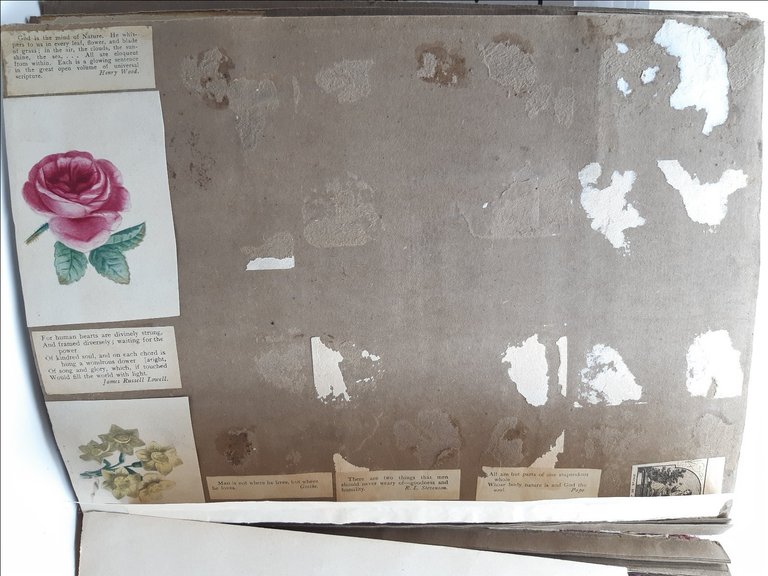 Havell William Album Disegni-Drawings-Originali-40 Cartoline-1820 C.A.