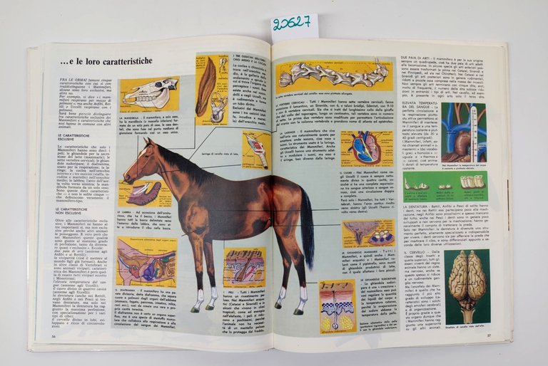 Il regno animale Fabbri Ristampa 1987