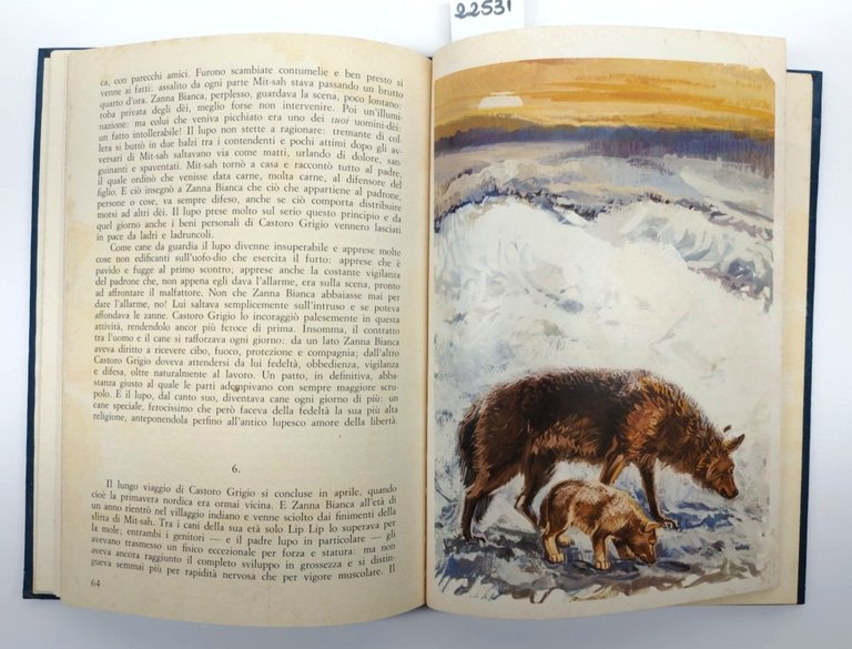 Jack London Zanna Bianca Edizioni Arcobaleno 1982