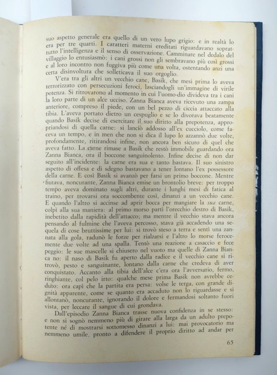 Jack London Zanna Bianca Edizioni Arcobaleno 1982