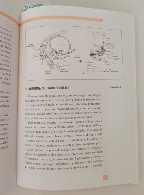 Mandressi Zaroli La minzione nell'uomo Pragma 1992