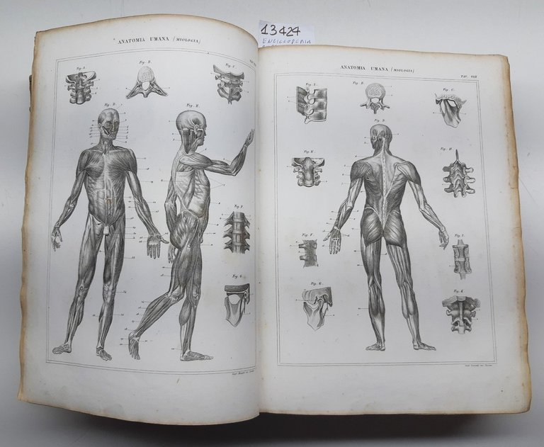 Nuova enciclopedia Popolare Italiana ovvero dizionario generale di scienze lettere …