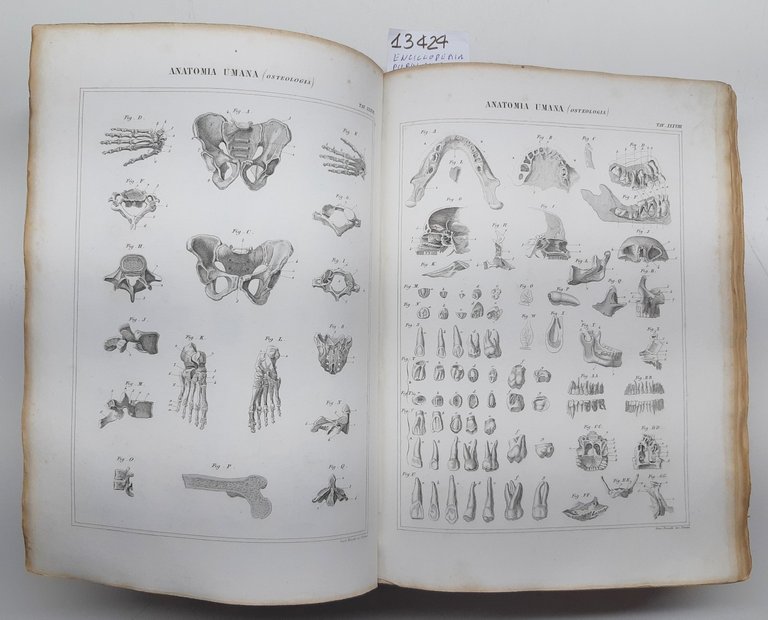 Nuova enciclopedia Popolare Italiana ovvero dizionario generale di scienze lettere …
