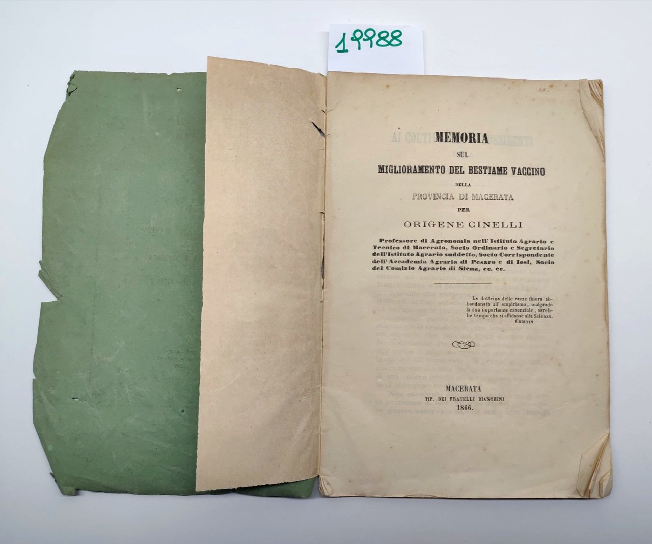 Origene Cinelli Memorie sul miglioramento del bestiame vaccino Macerata 1866