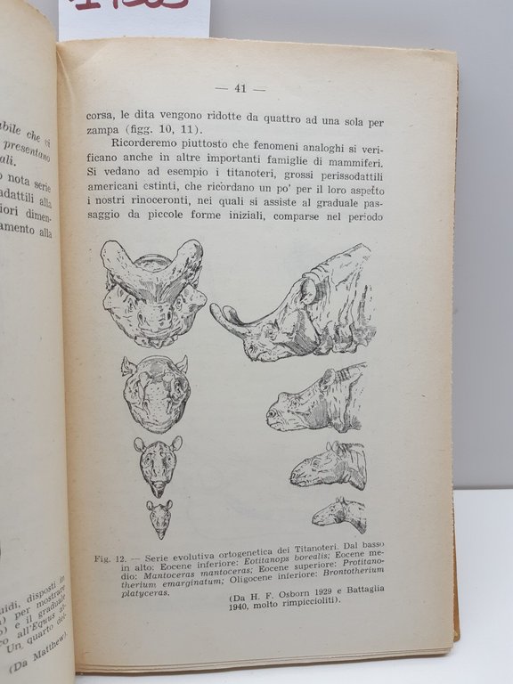 Piero Leonardi L'evoluzione biologica e l'origine dell'uomo Morcelliana 1949 | Immagine Gallery 4