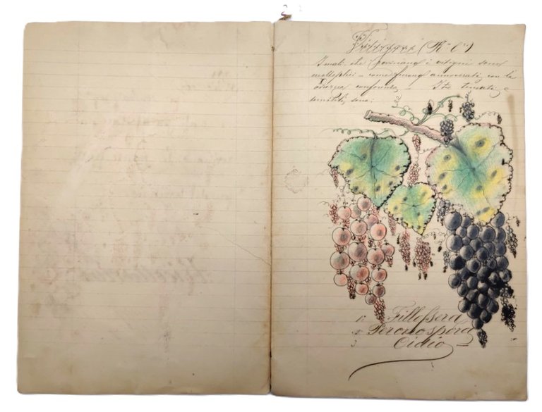 Ricettario manoscritto illustrato parassiti piante fruttifere 1920 c.a.