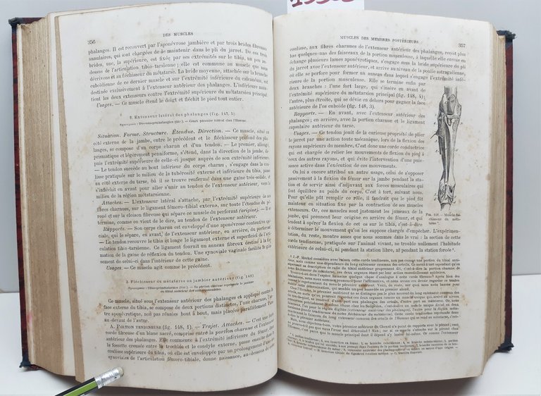 Traite d'anatomie comparÈe des animaux domestiques par a S. Arloing …