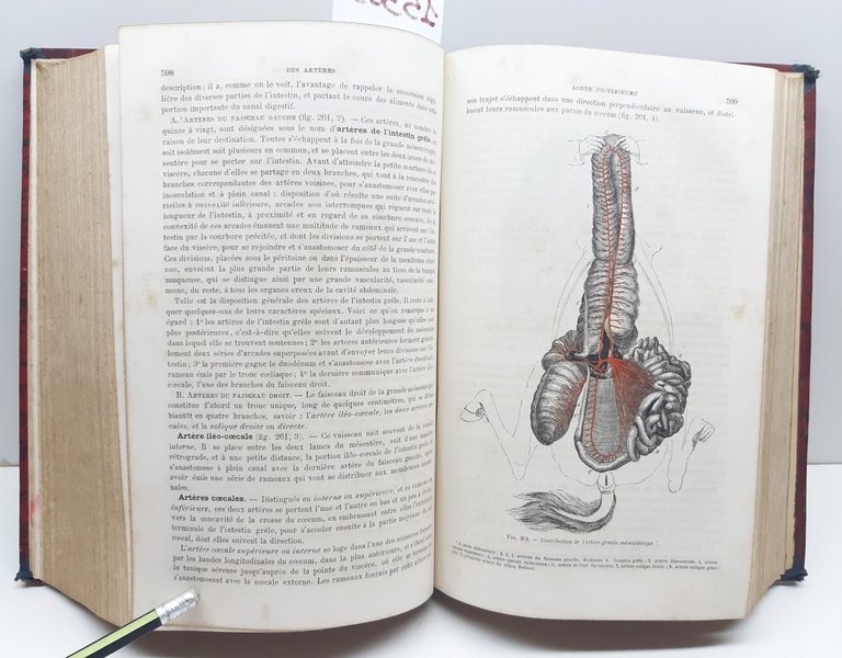 Traite d'anatomie comparÈe des animaux domestiques par a S. Arloing …