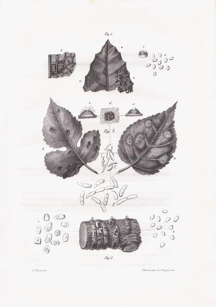 Memorie Scientifiche e Letterarie dell'Ateneo di Treviso - Volume V.