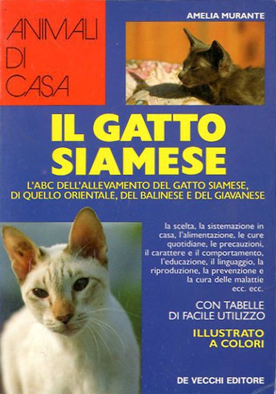 Il gatto siamese.