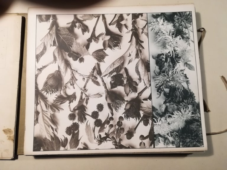 Formenwelt aus dem Naturreiche | Immagine Gallery 2