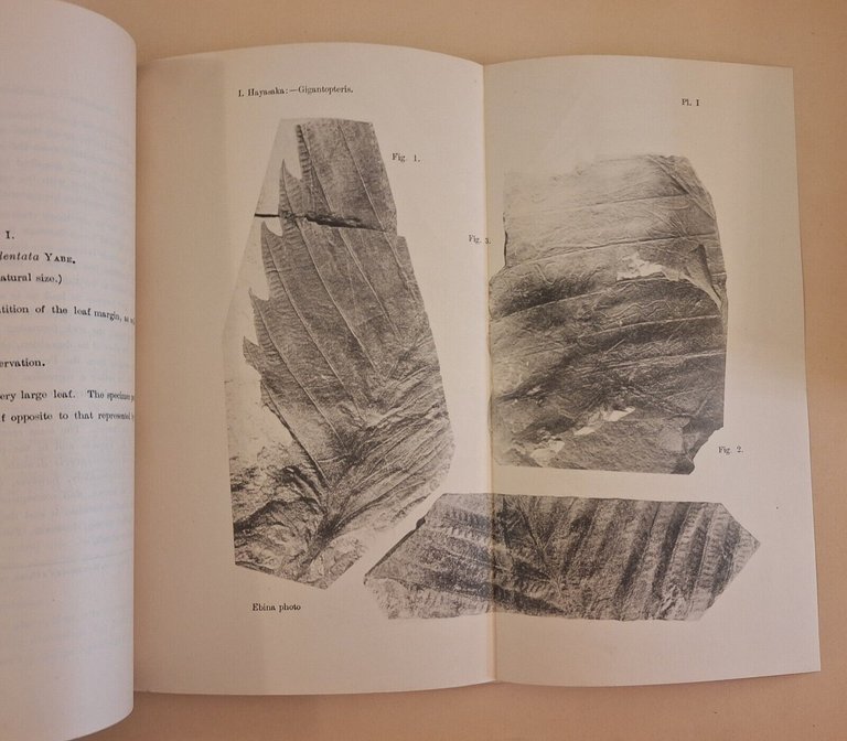 BULLETIN OF THE GEOLOGICAL SOCIETY OF CHINA VOL. 3 N. …