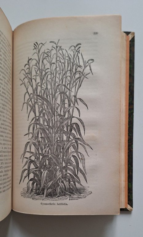 BULLETTINO DELLA R. SOCIETA' DI ORTICULTURA ANNO 1-2-10 1876-1877-1885