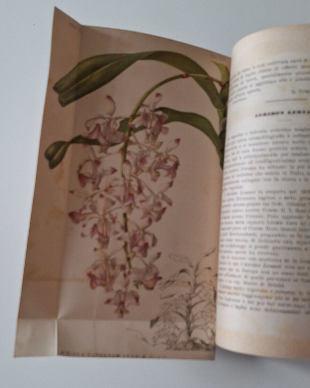 BULLETTINO DELLA R. SOCIETA' DI ORTICULTURA ANNO 1-2-10 1876-1877-1885