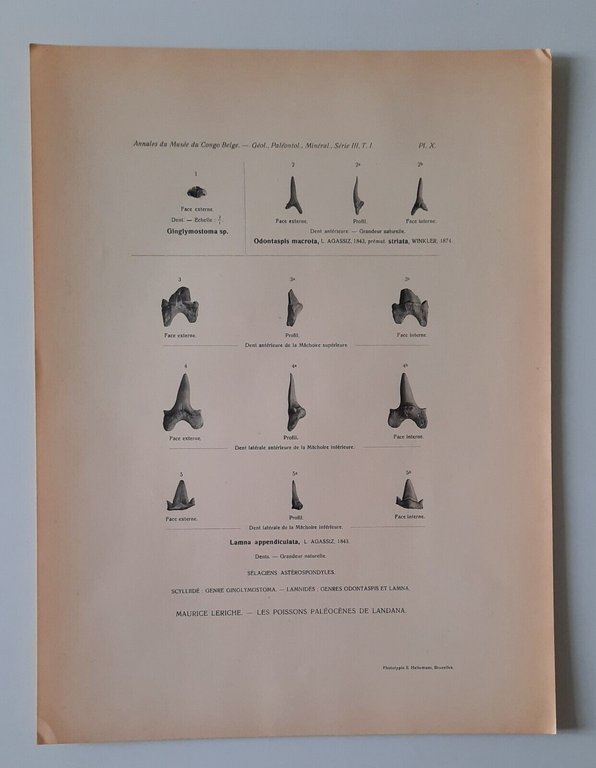 E. VINCENT MATERIAUX POUR LA PALEONTOLOGIE DU BAS ET DU …