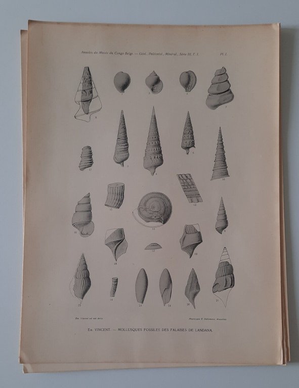 E. VINCENT MATERIAUX POUR LA PALEONTOLOGIE DU BAS ET DU …