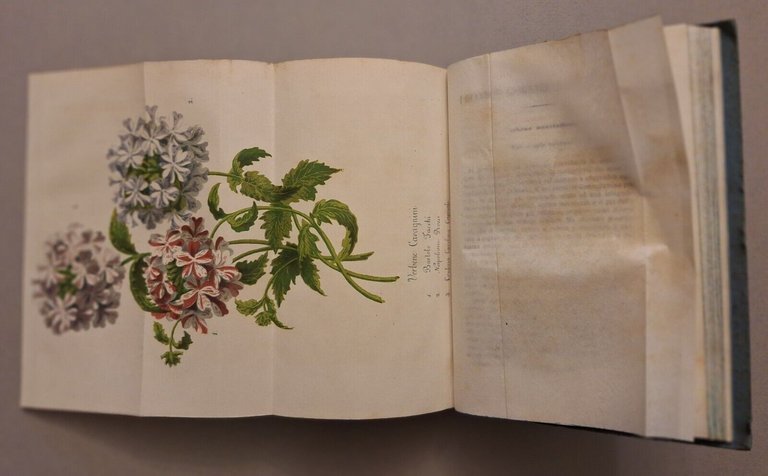 I GIARDINI GIORNALE D'ORTICOLTURA MILANO A. UBICINI DALL'ANNO 1 AL …