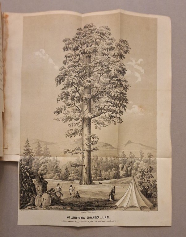 I GIARDINI GIORNALE D'ORTICOLTURA MILANO A. UBICINI DALL'ANNO 1 AL …