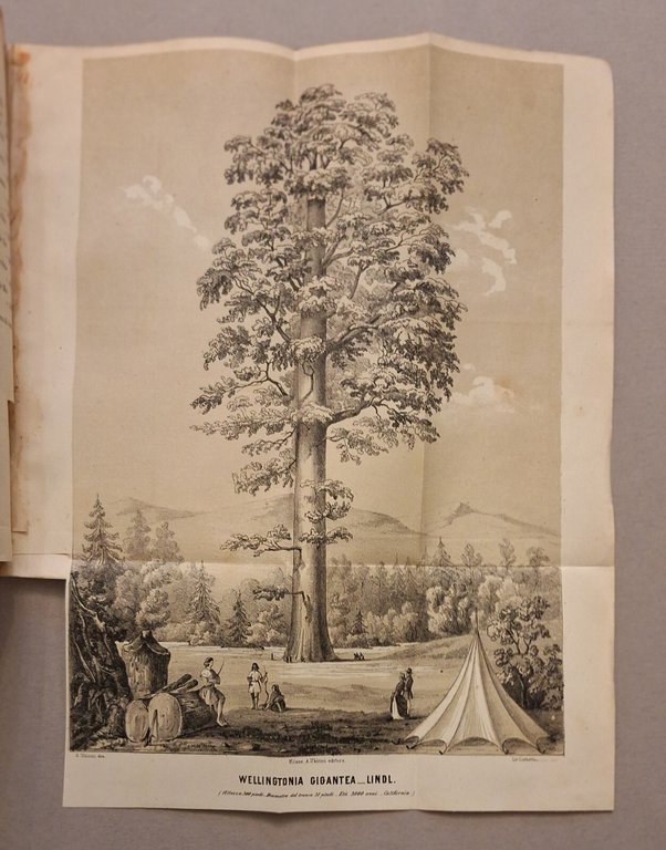 I GIARDINI GIORNALE D'ORTICOLTURA MILANO A. UBICINI DALL'ANNO 1° AL … | Immagine Gallery 10