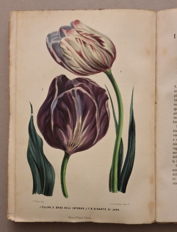 I GIARDINI GIORNALE D'ORTICOLTURA MILANO A. UBICINI DALL'ANNO 1 AL …