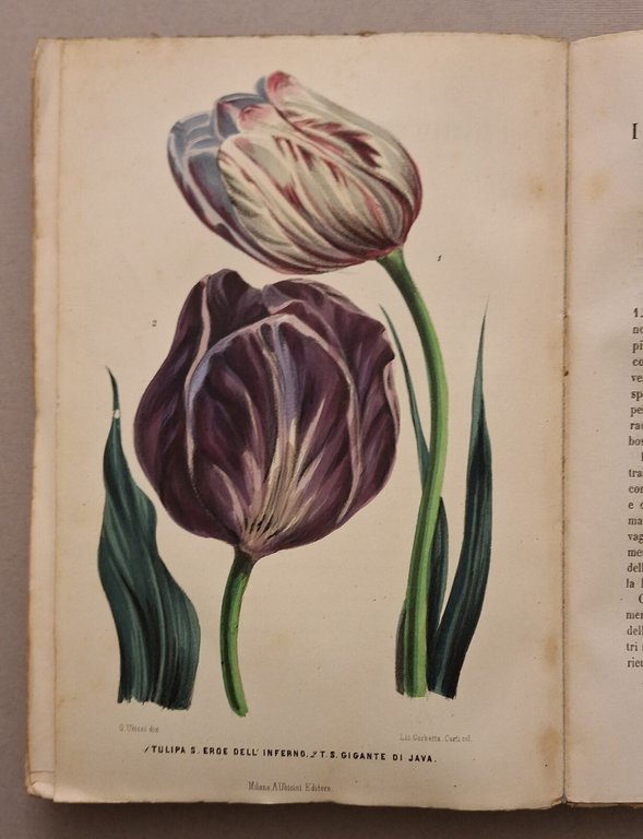 I GIARDINI GIORNALE D'ORTICOLTURA MILANO A. UBICINI DALL'ANNO 1° AL … | Immagine Gallery 16