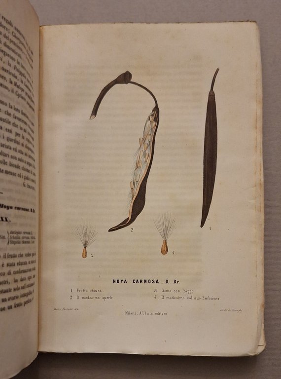 I GIARDINI GIORNALE D'ORTICOLTURA MILANO A. UBICINI DALL'ANNO 1° AL … | Immagine Gallery 19