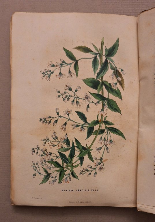 IL GIARDINIERE GIORNALE D'ORTICOLTURA TEORICA E PRATICA A.UBICINI 1852-1853-1854