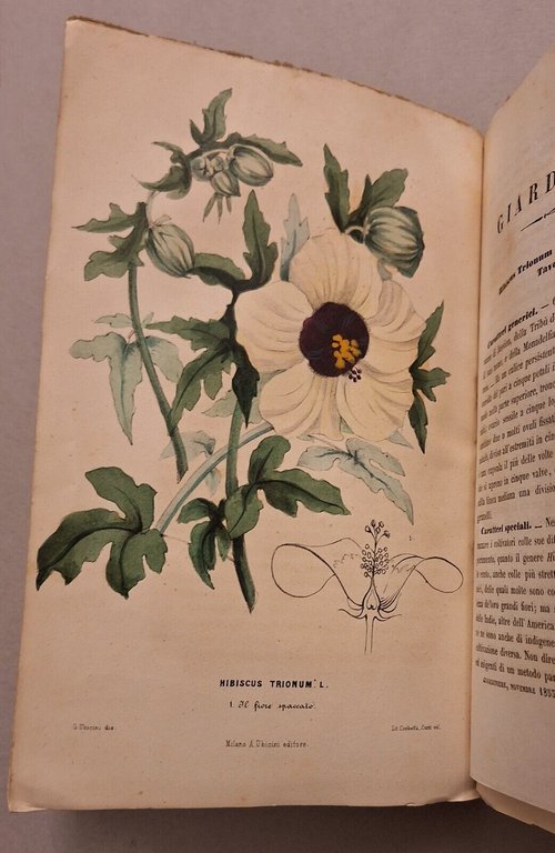 IL GIARDINIERE GIORNALE D'ORTICOLTURA TEORICA E PRATICA A.UBICINI 1852-1853-1854