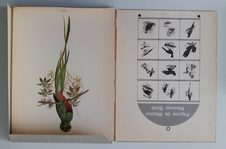 R. MUNOZ LOPEZ PAJAROS DE MEXICO MEXICAN BIRDS ED. MISRACHI … | Immagine Gallery 2