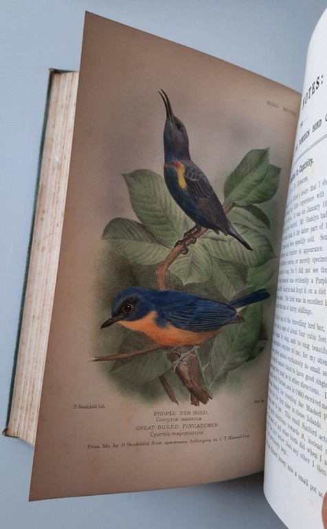 WESLEY T. PAGE BIRD NOTES VOL. 2 J.H. HENSTOCK 1911