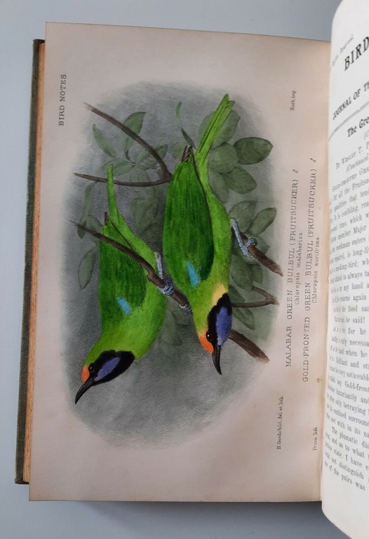 WESLEY T. PAGE BIRD NOTES VOL. 3 AVIAN PRESS 1912