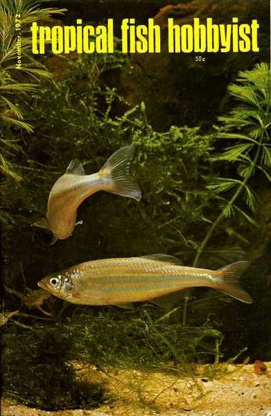 Tropical Fish Hobbyist - November 1972