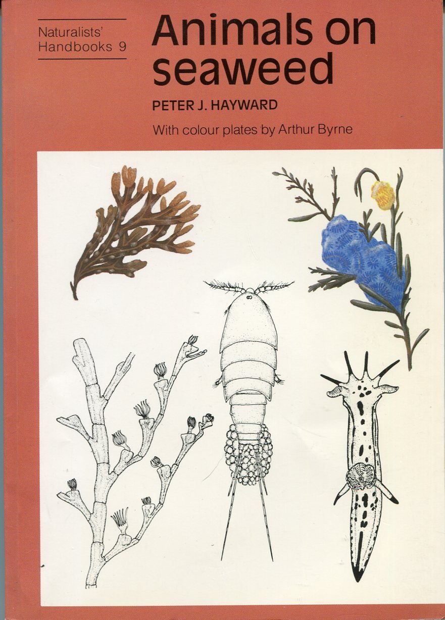 Animals on Seaweed | Immagine principale